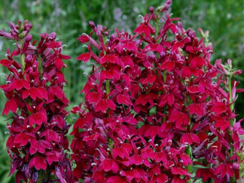 Trvalky Lobelka Fan Burgundy