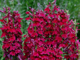 Trvalky Lobelka Fan Burgundy