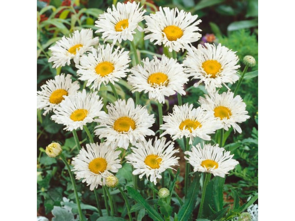 Trvalky Margaréta Crazy Daisy (1)