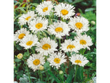 Trvalky Margaréta Crazy Daisy (1)