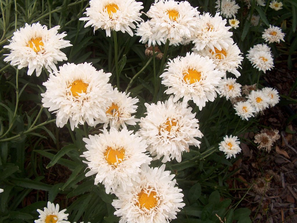 Trvalky Margaréta Crazy Daisy