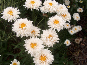 Trvalky Margaréta Crazy Daisy