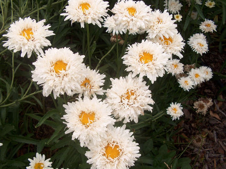 Trvalky Margaréta Crazy Daisy