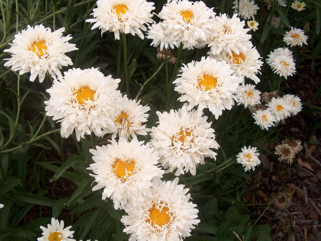 Trvalky Margaréta Crazy Daisy