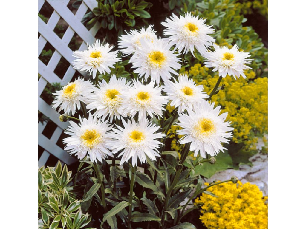 Trvalky Margaréta Crazy Daisy (2)