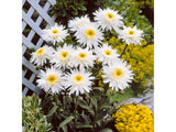 Trvalky Margaréta Crazy Daisy (2)