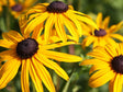 Trvalky Rudbekia Goldsturm(2)