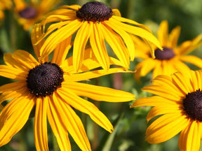 Trvalky Rudbekia Goldsturm(2)
