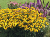 Trvalky Rudbekia Goldsturm