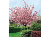 Třešeň okrasná Kanzan, výška 150-200 cm, květináč 15 l
