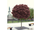 Dreviny na kmienku Javor mliečny Purple Globe na 200 220cm kmienku(3)
