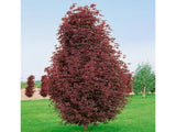 Okrasné stromy Javor mliečny Crimson Sentry rozvetvený 200 230 cm(3)