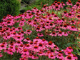 Trvalky Echinacea purpurová Amazing Dream(3)
