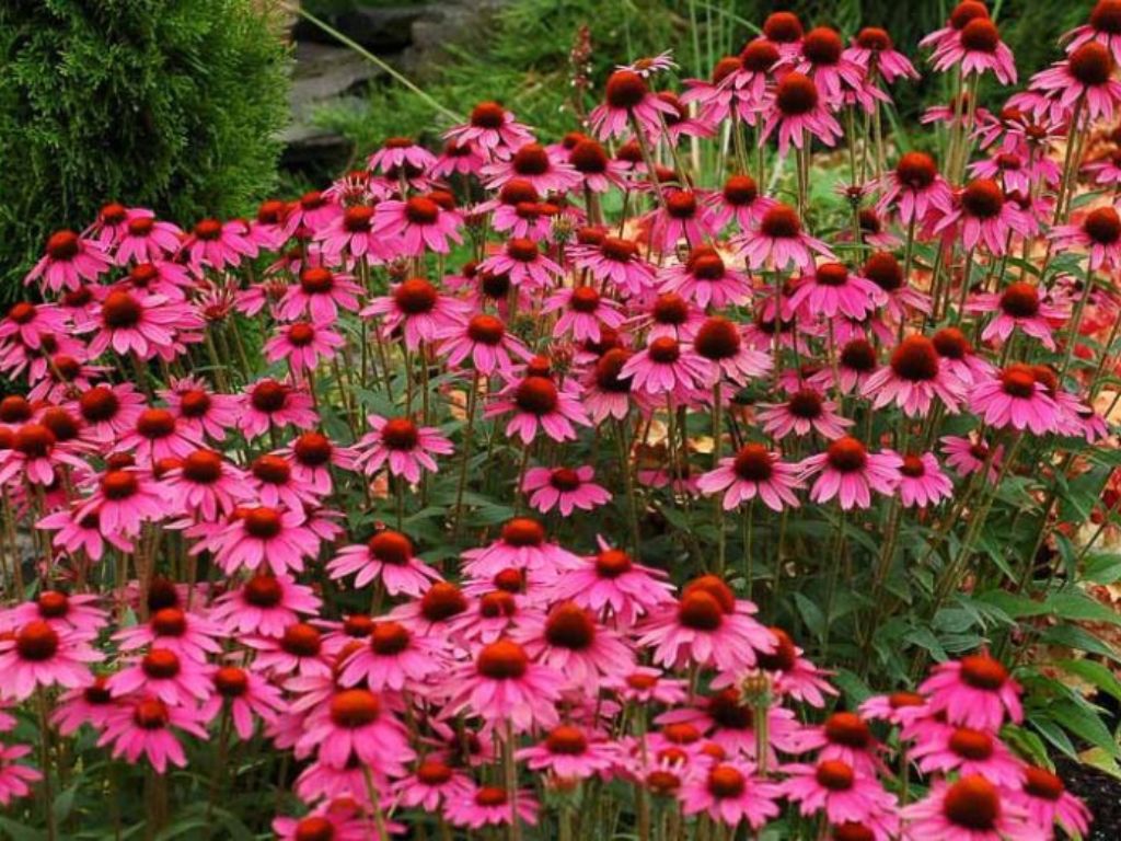Trvalky Echinacea purpurová Amazing Dream(3)