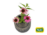 Trvalky Echinacea purpurová Amazing Dream(1)