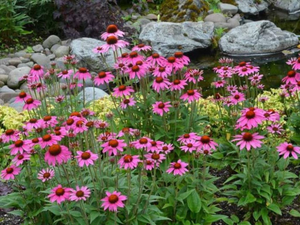 Trvalky Echinacea purpurová Amazing Dream(2)