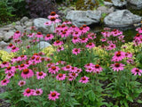 Trvalky Echinacea purpurová Amazing Dream(2)