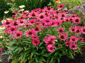 Trvalky Echinacea purpurová Kismet Raspberry(4)