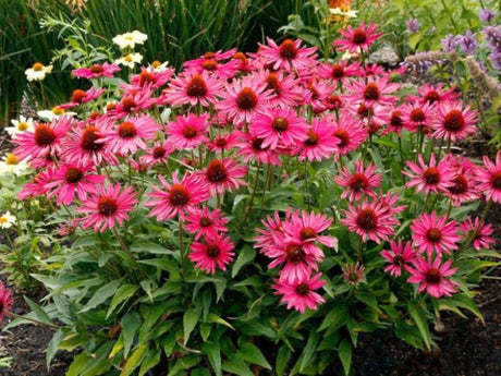 Trvalky Echinacea purpurová Kismet Raspberry(4)