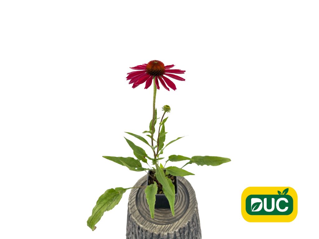 Trvalky Echinacea purpurová Kismet Raspberry(2)