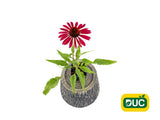 Trvalky Echinacea purpurová Kismet Raspberry(1)