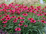 Trvalky Echinacea purpurová Kismet Raspberry(3)