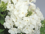 earlywhite3