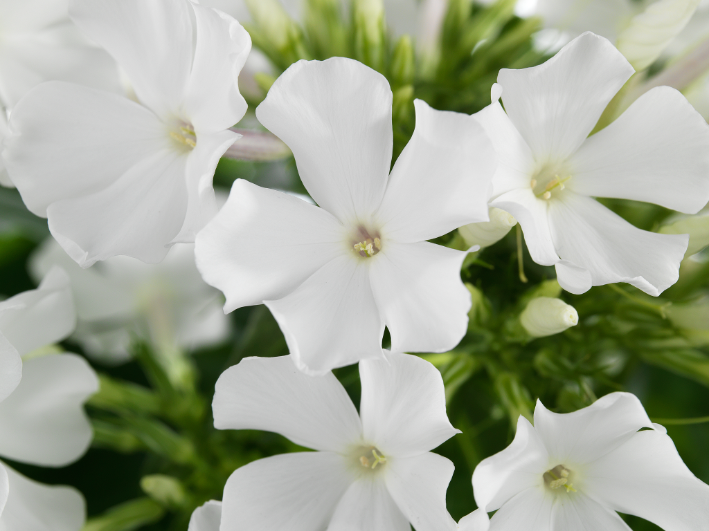 earlywhite1