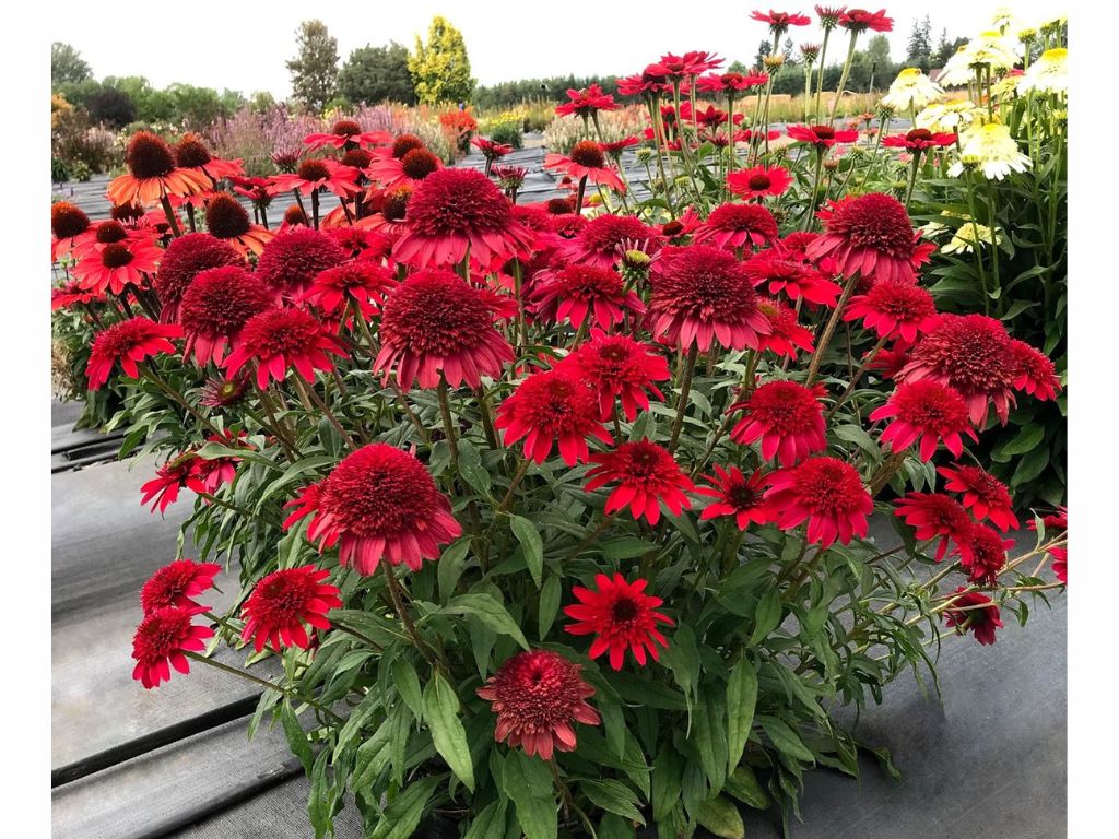 Trvalky Echinacea purpurová Sunny Days Ruby(2)