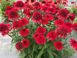 Trvalky Echinacea purpurová Sunny Days Ruby