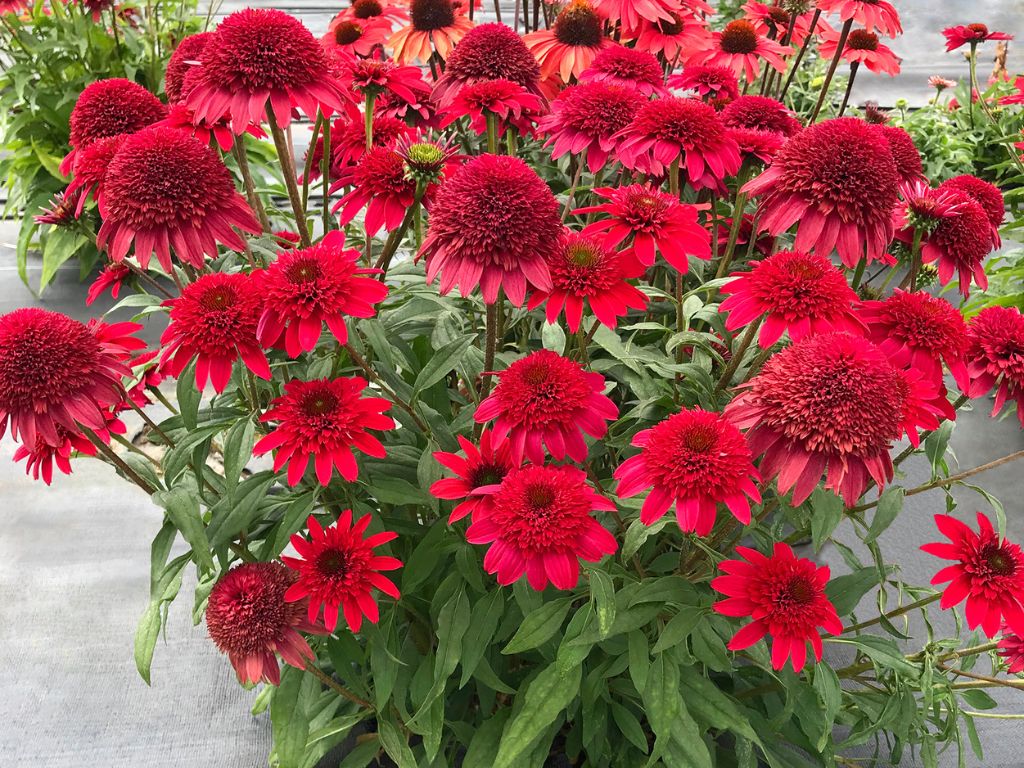 Trvalky Echinacea purpurová Sunny Days Ruby