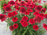 Trvalky Echinacea purpurová Sunny Days Ruby