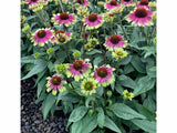 Trvalky Echinacea purpurová 'Sweet Sandia'(1)