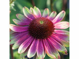 Trvalky Echinacea purpurová 'Sweet Sandia'(2)
