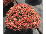 Letničky a balkónové kvety Minipetúnia 'Million Bells Eyeconic Peach'(1)