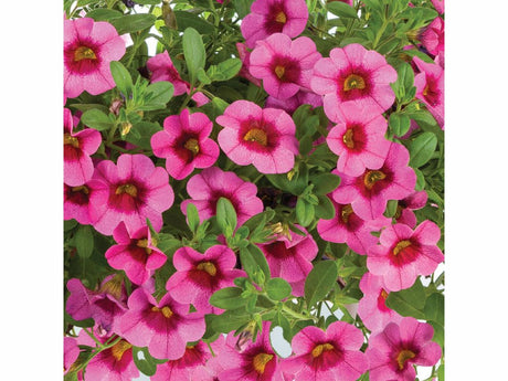 Letničky a balkónové kvety Minipetúnia 'Million Bells Eyeconic Pink'(1)