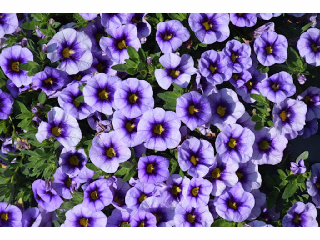 Letničky a balkónové kvety Minipetúnia 'Million Bells Eyeconic Purple'(1)