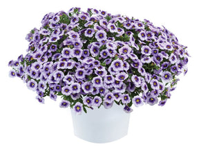 Letničky a balkónové kvety Minipetúnia 'Million Bells Eyeconic Purple'
