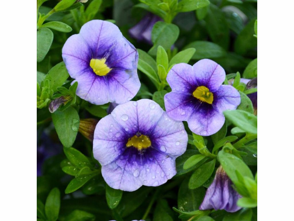 Letničky a balkónové kvety Minipetúnia 'Million Bells Eyeconic Purple'(2)