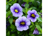 Letničky a balkónové kvety Minipetúnia 'Million Bells Eyeconic Purple'(2)