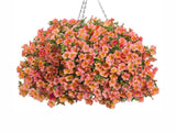Letničky a balkónové kvety Minipetúnia Million Bells Unique Tropical Sunrise(2)
