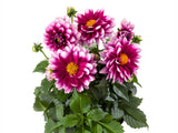 Letničky a balkónové kvety Dahlia 'LaBella Medio Fun Pink Blush'
