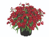 Letničky a balkónové kvety Klinček Summer Diamonds Little Red