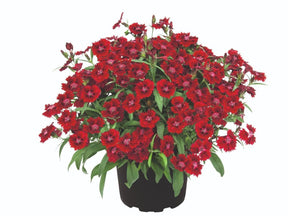 Letničky a balkónové kvety Klinček Summer Diamonds Little Red