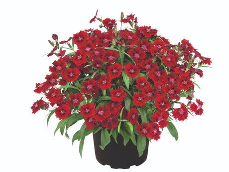 Letničky a balkónové kvety Klinček Summer Diamonds Little Red