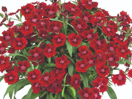 Letničky a balkónové kvety Klinček Summer Diamonds Little Red(1)
