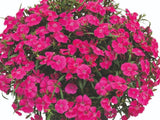 Letničky a balkónové kvety Klinček Summer Diamonds Little Rose (1)