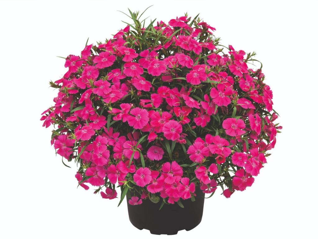 Letničky a balkónové kvety Klinček Summer Diamonds Little Rose