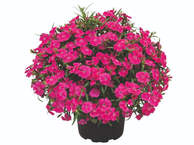 Letničky a balkónové kvety Klinček Summer Diamonds Little Rose