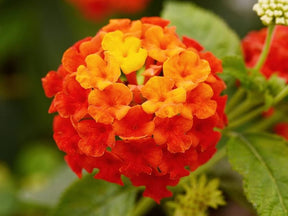 Letničky a balkónové kvety Lantana Calippo Red